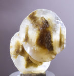 3.5cms SELENITE DOLLAR CRYSTAL Peru Coin Golden Gypsum Suiseki Translucent Premium Mineral Specimen T400