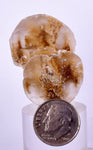 3.5cms SELENITE DOLLAR CRYSTAL Peru Coin Golden Gypsum Suiseki Translucent Premium Mineral Specimen T400