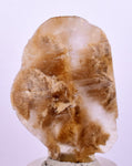 4.1cms SELENITE DOLLAR CRYSTAL Peru Coin Golden Gypsum Suiseki Translucent Premium Mineral Specimen T401