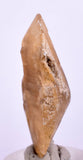 4.1cms SELENITE DOLLAR CRYSTAL Peru Coin Golden Gypsum Suiseki Translucent Premium Mineral Specimen T401