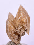3.2cms SELENITE DOLLAR CRYSTAL Peru Coin Golden Gypsum Suiseki Translucent Premium Mineral Specimen T402