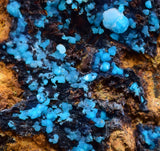 6.5cms  QUARTZ CHRYSOCOLLA TENTADORA Mine Peru Grape Botryoidal Stalactite Crystals Rare Ajoite (?)Mineral Specimen Collectors ce961
