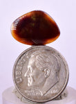 4cts FIRE AGATE CABOCHONS Natural Mexico Multi Color Gemstone Jewelry B38