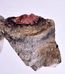 4.2cms GEM RHODOCHROSITE CRYSTALS Old Stock Uchuchaccua Mine Collector Peru Mineral Specimen R608