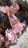 5.3cms GEM RHODOCHROSITE CRYSTALS Old Stock Uchuchaccua Mine Collector Peru Mineral Specimen R609
