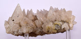 13cms CALCITE TOOTH DOG Peru Crystals Mineral Specimen Collector G246