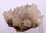 13cms CALCITE TOOTH DOG Peru Crystals Mineral Specimen Collector G246