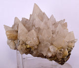 13cms CALCITE TOOTH DOG Peru Crystals Mineral Specimen Collector G246