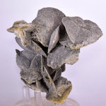 10cms SELENITE DESERT ROSE Gypsum Crystals Collectors Peru Mineral Specimen t414