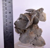 10cms SELENITE DESERT ROSE Gypsum Crystals Collectors Peru Mineral Specimen t414