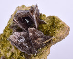4.3cms AXINITE QUARTZ CRYSTALS Cluster Prehnite Peru Mineral Specimen Collectors A572