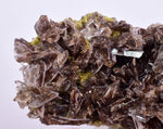 6.6cms AXINITE QUARTZ CRYSTALS Cluster Prehnite Peru Mineral Specimen Collectors A566