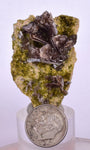 4.3cms AXINITE QUARTZ CRYSTALS Cluster Prehnite Peru Mineral Specimen Collectors A572