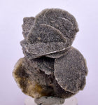 4.3cms SELENITE DESERT ROSE Gypsum Crystals Collectors Peru Mineral Specimen T425