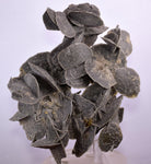 14.5ms SELENITE DESERT ROSE Gypsum Crystals Collectors Peru Mineral Specimen t422