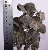 14.5ms SELENITE DESERT ROSE Gypsum Crystals Collectors Peru Mineral Specimen t422
