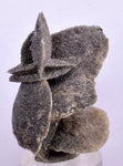 4.3cms SELENITE DESERT ROSE Gypsum Crystals Collectors Peru Mineral Specimen T425