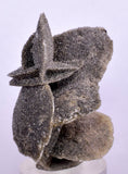 4.3cms SELENITE DESERT ROSE Gypsum Crystals Collectors Peru Mineral Specimen T425
