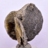 4cms SELENITE DESERT ROSE Gypsum Crystals Collectors Peru Mineral Specimen T426