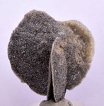 4cms SELENITE DESERT ROSE Gypsum Crystals Collectors Peru Mineral Specimen T426