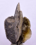 4cms SELENITE DESERT ROSE Gypsum Crystals Collectors Peru Mineral Specimen T426