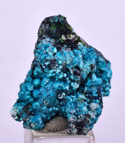 2.2cms  QUARTZ CHRYSOCOLLA TENTADORA Mine Peru Grape Botryoidal Stalactite Crystals Rare Ajoite (?)Mineral Specimen Collectors C14