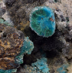 7.3cms GEM SILICA CHRYSOCOLLA Druzy Quartz Stalactites Peru Mineral Specimen D274
