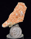 4.8cms LIMONITE in SELENITE CRYSTAL Collector Peru Mineral Specimen T433
