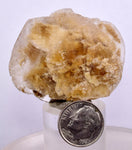 4.8cms SELENITE DOLLAR CRYSTAL Peru Coin Golden Gypsum Suiseki Translucent Premium Mineral Specimen T443