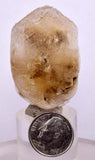 4.4cms SELENITE DOLLAR CRYSTAL Peru Coin Golden Gypsum Suiseki Translucent Premium Mineral Specimen T447