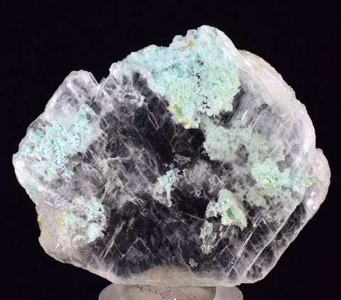 5.4cms CHRYSOCOLLA INSIDE SELENITE Crystals  Peru Gypsum Mineral Specimen T436