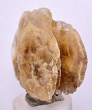 4.8cms SELENITE DOLLAR CRYSTAL Peru Coin Golden Gypsum Suiseki Translucent Premium Mineral Specimen T443