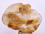 4cms SELENITE DOLLAR CRYSTAL Peru Coin Golden Gypsum Suiseki Translucent Premium Mineral Specimen T445