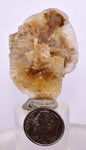 4.5cms SELENITE DOLLAR CRYSTAL Peru Coin Golden Gypsum Suiseki Translucent Premium Mineral Specimen T448