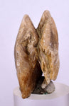 3.8cms SELENITE DOLLAR CRYSTAL Peru Coin Golden Gypsum Suiseki Translucent Premium Mineral Specimen T449