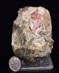 6.7cms GEM RHODOCHROSITE MANGANITE Quartz Crystals Uchucchacua Mineral Specimen R692