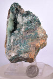 8cms GEM SILICA CHRYSOCOLLA Druzy Quartz Lily Mine Peru Mineral Specimen D279