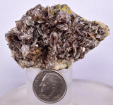 5.3cms AXINITE QUARTZ CRYSTALS Cluster Prehnite Peru Mineral Specimen Collectors A593