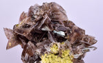 2.4cms AXINITE CRYSTALS Cluster Prehnite Peru Mineral Specimen Collectors A597