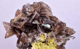 2.4cms AXINITE CRYSTALS Cluster Prehnite Peru Mineral Specimen Collectors A597