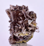 2.2cms AXINITE CRYSTALS PREHNITE Cluster Peru Mineral Specimen Collectors A605