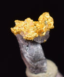0.7cms NATIVE GOLD QUARTZ of the Incas Thumbnail Aesthetic Wire Gem Crystal Smoky Quartz Peru Rare Mineral Specimen L265