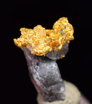 0.7cms NATIVE GOLD QUARTZ of the Incas Thumbnail Aesthetic Wire Gem Crystal Smoky Quartz Peru Rare Mineral Specimen L265
