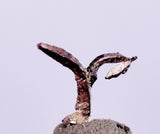 0.6cms NATIVE SILVER WIRES  Peru Mineral Specimen H375