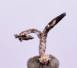 0.6cms NATIVE SILVER WIRES  Peru Mineral Specimen H375