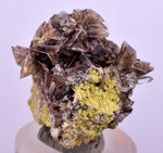 2.4cms AXINITE CRYSTALS Cluster Prehnite Peru Mineral Specimen Collectors A597