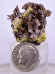 2.4cms AXINITE CRYSTALS Cluster Prehnite Peru Mineral Specimen Collectors A597