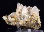 9cms CALCITE TOOTH DOG Peru Crystals Mineral Specimen Collector G267