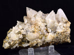 9cms CALCITE TOOTH DOG Peru Crystals Mineral Specimen Collector G267
