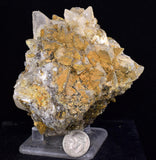 8cms CALCITE TOOTH DOG Peru Crystals Mineral Specimen Collector G269